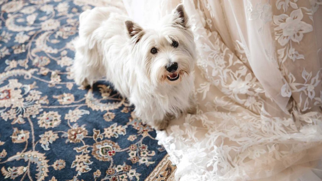 Pet Stain and Odor Removal for Rugs in Scottsdale Homes: What Actually Works? southwest rug cleaning phoenix,scottdale arizona 10 pet stain and odor removal for rugs in scottsdale homes,what actually works.